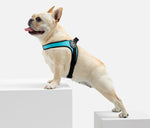 Stunt Puppy Dog Harness