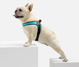 Stunt Puppy Dog Harness