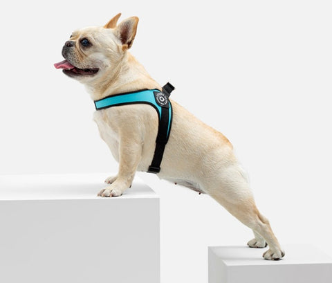 Stunt Puppy Dog Harness